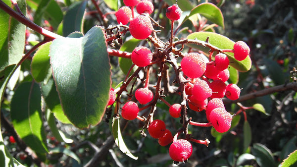 Madroño | Project Noah