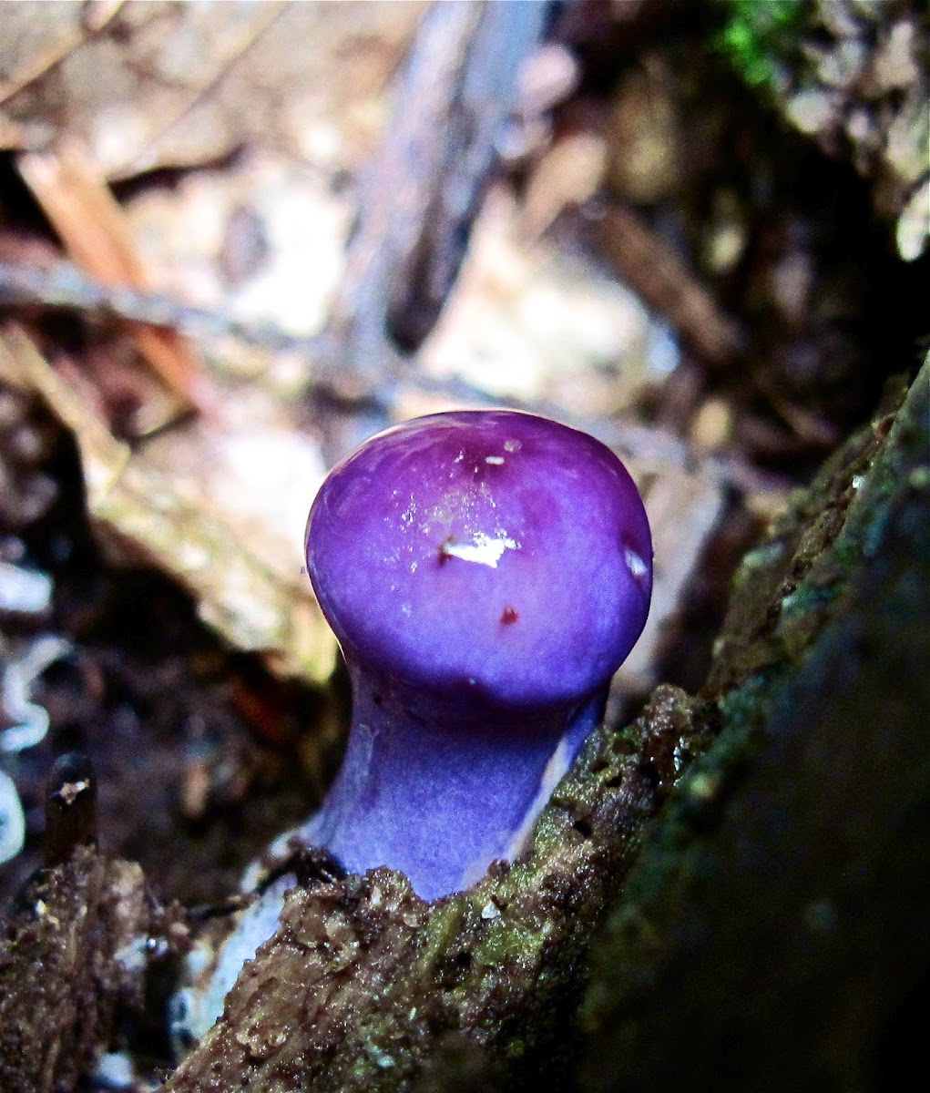 Blueberry Ice Cream Mushroom