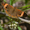 Tropical Buckeye Butterfly