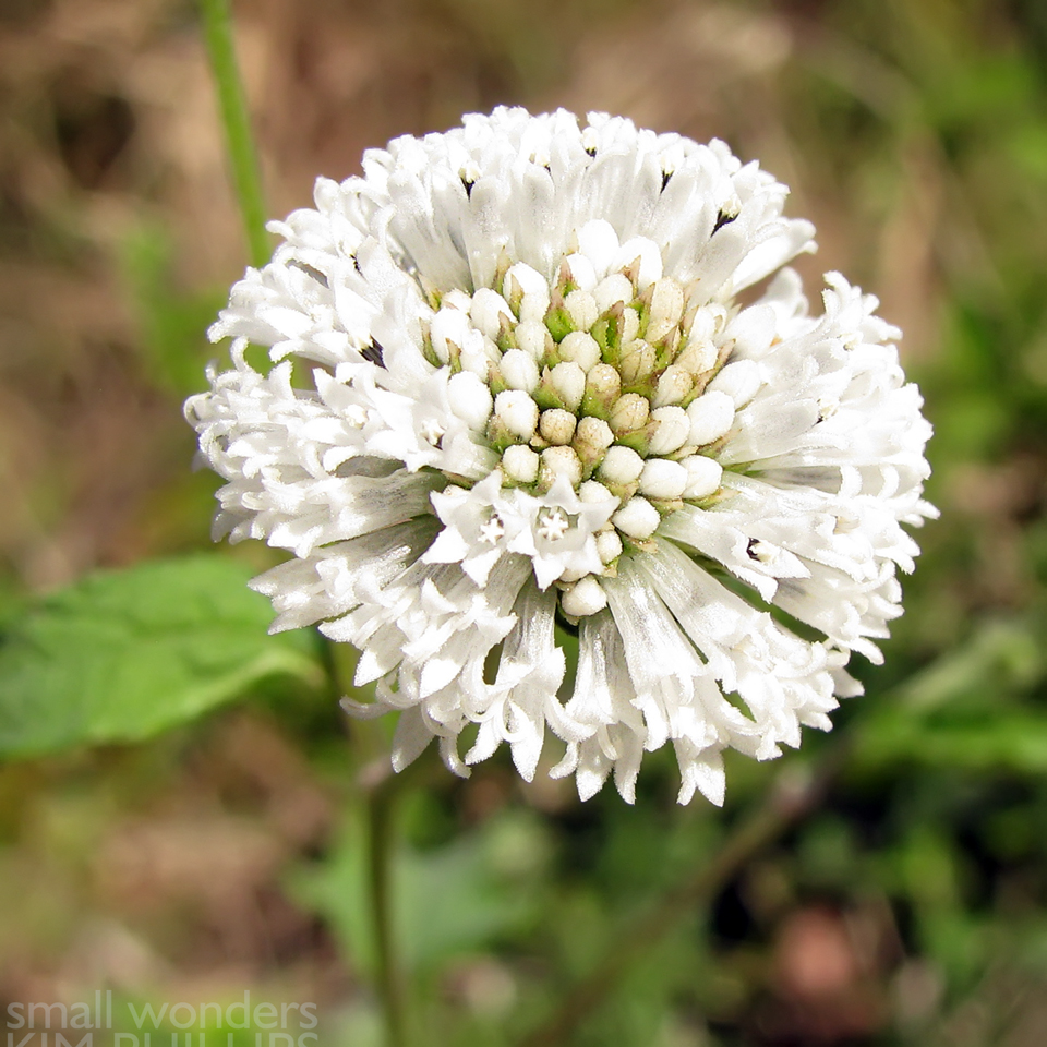 Snow Squarestem