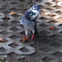 Feral Pigeon