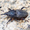 Billbug Weevil