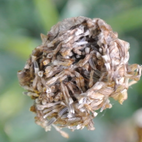 Shasta Daisy Seeds Project Noah