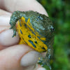 Yellow-bellied toad (κιτρινομπομπίνα)