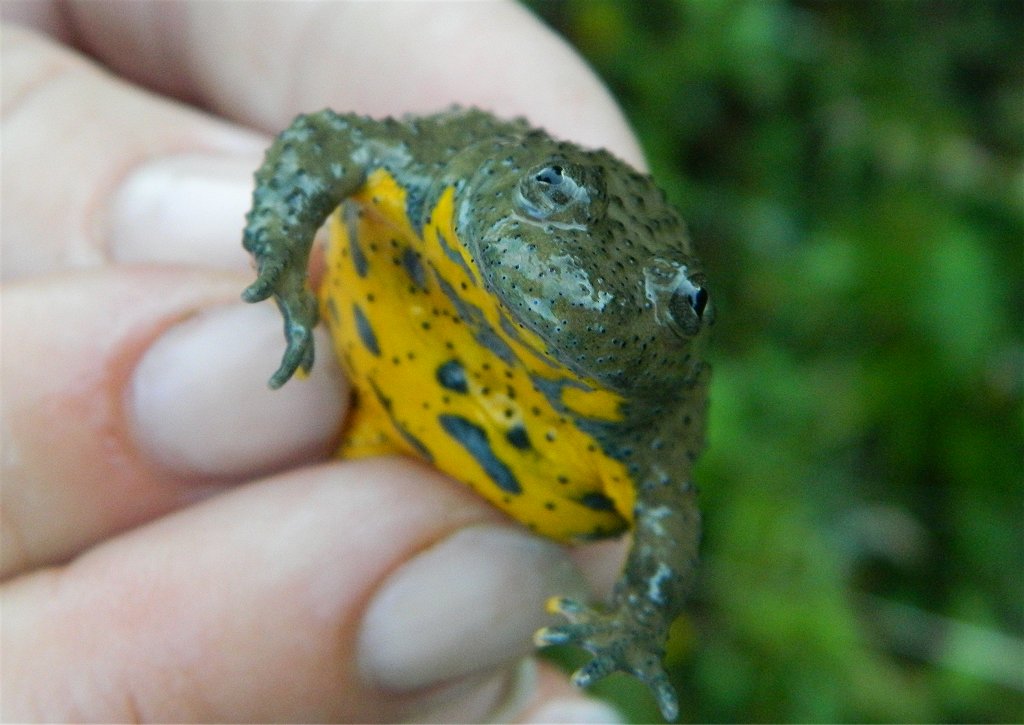 Yellow-bellied toad (κιτρινομπομπίνα)