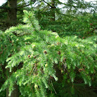 Alerce. Japanese Larch