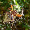 Arrow-head spider