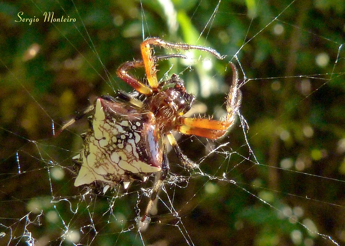 Arrow-head spider