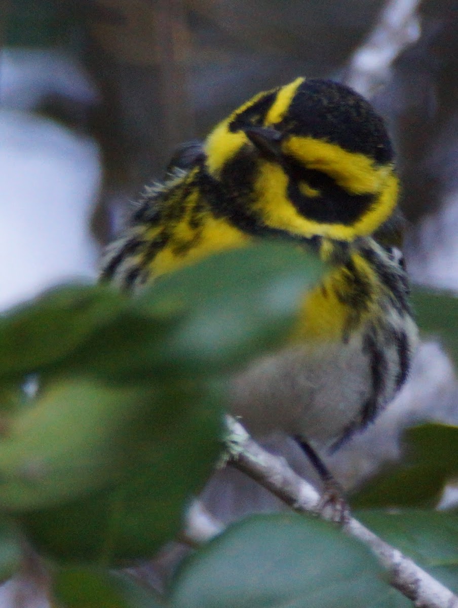 Townsend's Warbler (male)