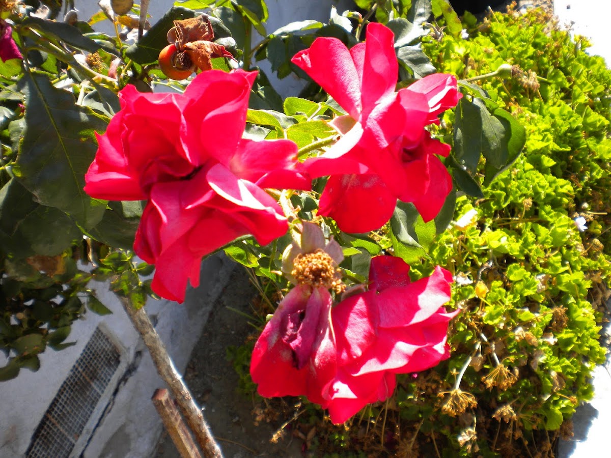 Rosy Flower