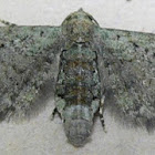 Common Eupithecia Moth