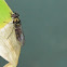 New Zealand Hover Fly