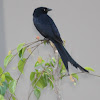 black drongo