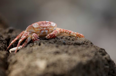 A crab is ready for its close-up in Antigua.