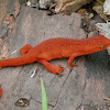 Eastern newt (juvenile)