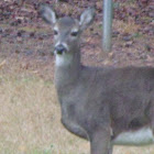 White Tailed Deer