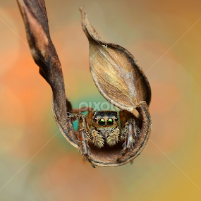 The Swing by Niney Azman - Animals Insects & Spiders