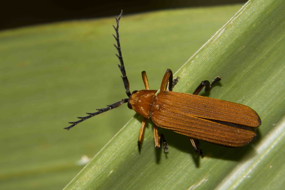 Lycid beetle