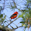 Scarlet Tanager