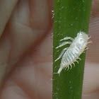 Leafhoppers (larvae)