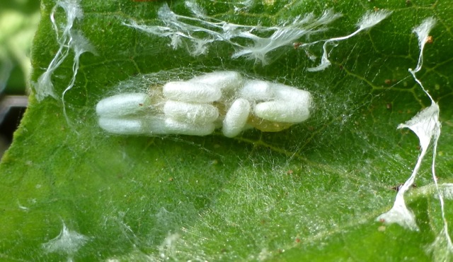Cocoons of Braconid Wasp