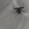 Tailless Whip Tail Scorpion