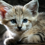 Kitten by Renos Hadjikyriacou -  