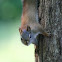 American Red Squirrel