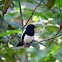 Philippine Magpie-Robin