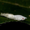 Flatid Planthopper - Nymph