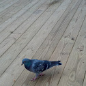 Feral Pigeon