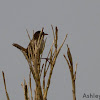 Marsh Wren