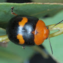 Leaf Beetle