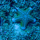 Granulated sea star