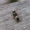 Unidentified ant