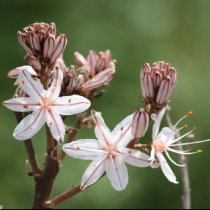 Summer Asphodel