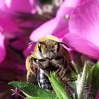 Carpenter bee