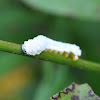 Sawfly (Larva)