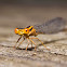 Orange Bluet Damselfly