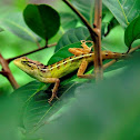 bunglon - Oriental garden lizard