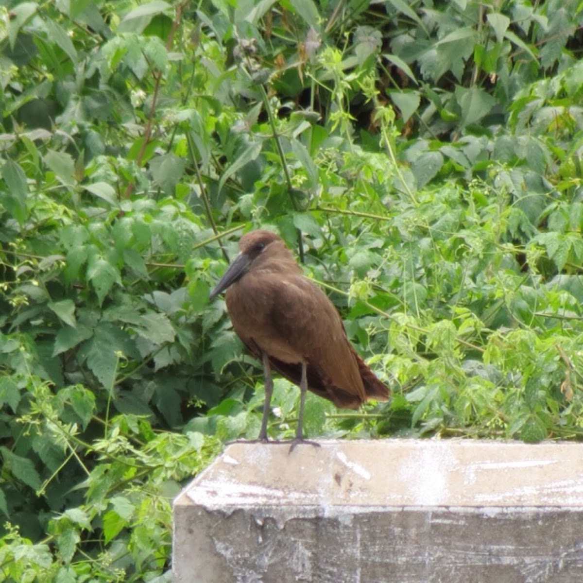 Hamerkop