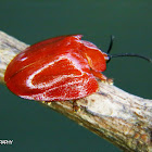 Red tortoise beetle