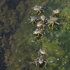 Smaller Water Striders