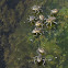 Smaller Water Striders