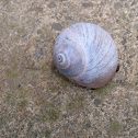 Moon Snail