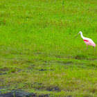 Roseate Spoonbill