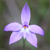Wax lip orchid