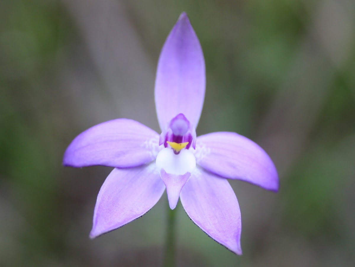 Wax lip orchid
