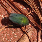 Green june beetle