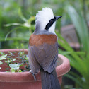 White-Crested Laughingthrush